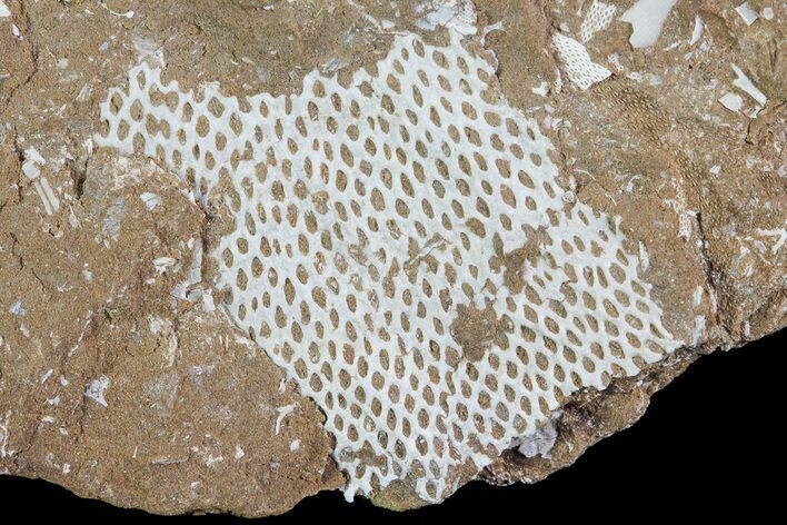 Ordovician Bryozoans (Chasmatopora) Plate - Estonia #73482
